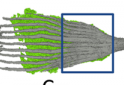 New Insights Into the Movement of Pine Cone Scales