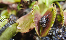 The Venus flytrap – an inspiration for technology