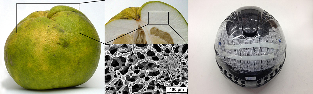 Schale der Pomelo als Vorbild für Helm