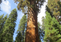 How the Giant Sequoia Protects Itself